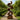 Outdoor Abstract Sculpture for Garden Pathways in Natural Wood