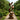 Modern Garden Art Sculpture in Natural Wood With Open Curves