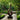 Elegant Garden Sculpture With Flowing Natural Wood Silhouette
